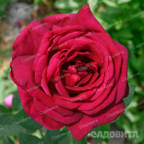 Алматинская