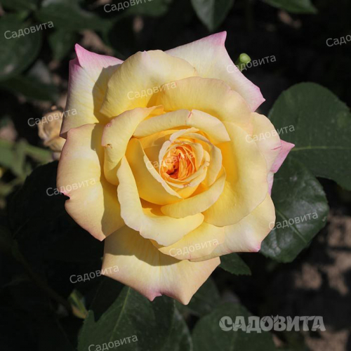 Глория Дей
