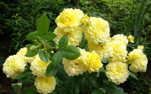 Шраб Жоэль Маруани