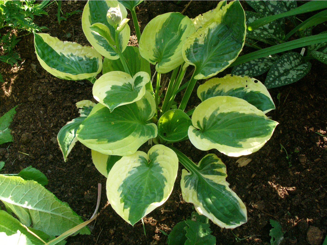 Хоста Hosta Snow cap