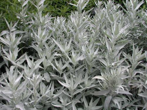 ПОЛЫНЬ ЛЮДОВИКА VALERIE FINNIS. Частный питомник POLLYSAD