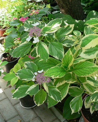 Гортензия крупнолистная (Hydrangea macrophylla Tricolor) C2/3
