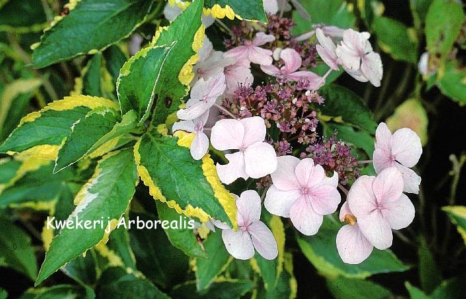Гортензия к. (Hydrangea macrophylla Lemon wave) C3