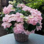 Гортензия г. Френч Болеро (Hydrangea French Bolero)