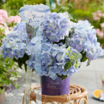 Гортензия г. Френч Болеро (Hydrangea French Bolero)