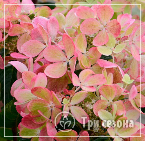 Гортензия метельчатая (Hydrangea paniculata Pastelgreen) C3 РА 80