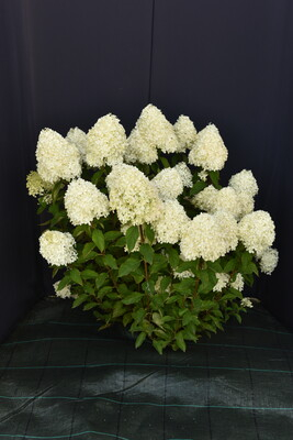 Гортензия метельчатая (Hydrangea paniculata Cotton Cream) C3