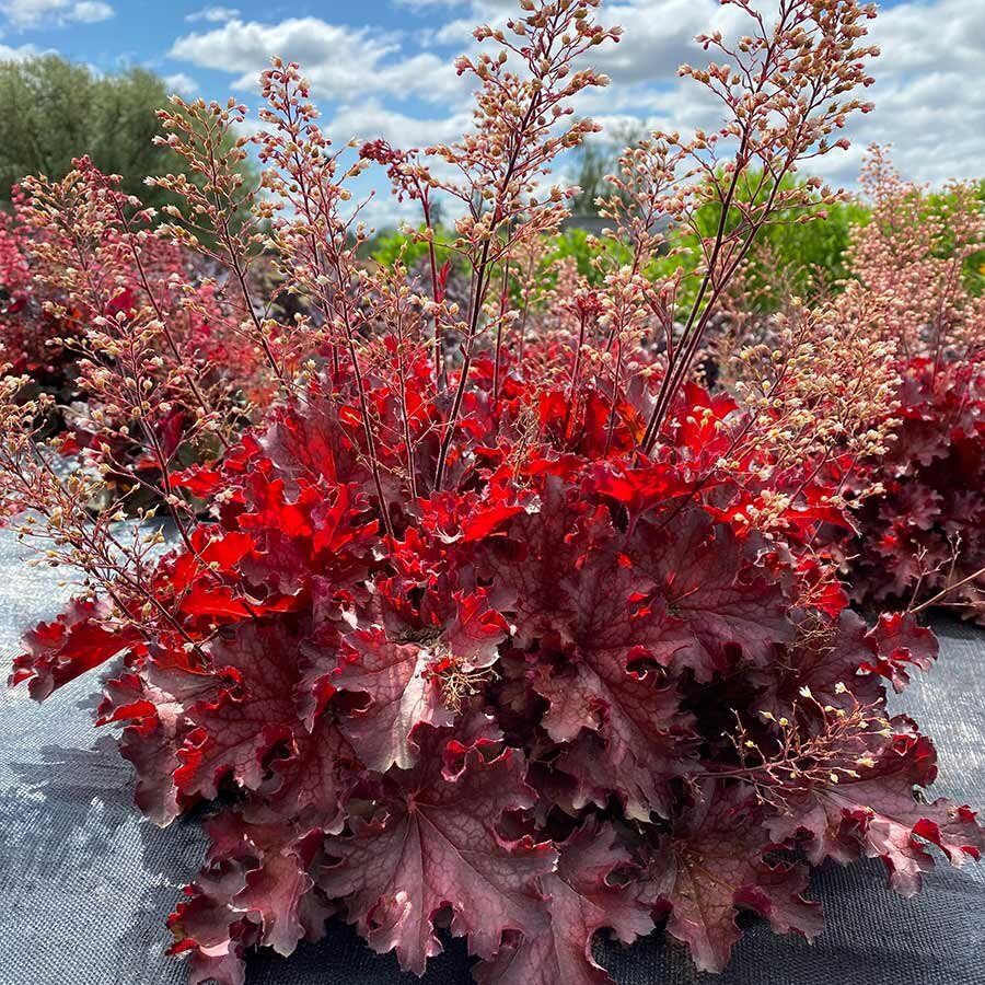 Гейхера Heuchera Wild Rose