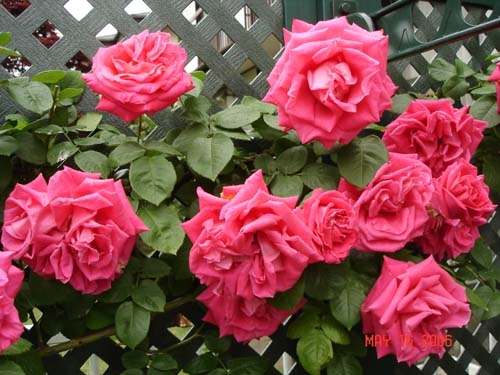 Роза мария каллас фото