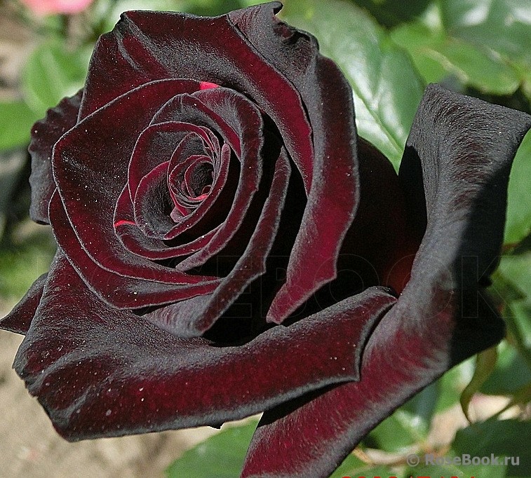 Black Baccara Интернет Магазин Цветов