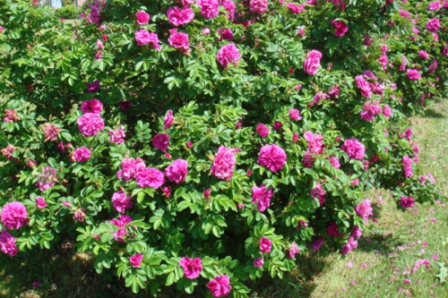 Роза морщинистая (С3)