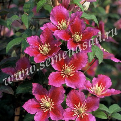 Клематис крупноцветковый Пиилу (С2). Clematis Piilu