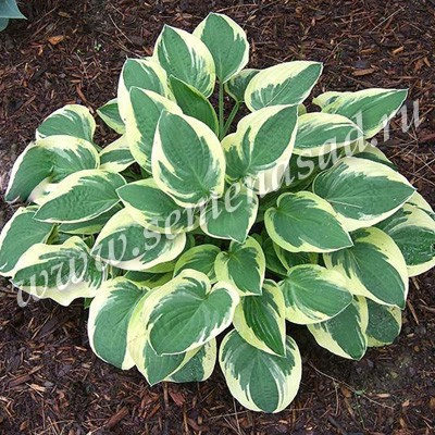 Хоста гибридная Мама Миа (С2). Hosta hybrid Mama Mia