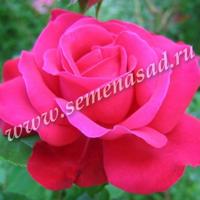 Роза чайно-гибридная Дам де Кер (С3,5). Rosa Dama du Coeur