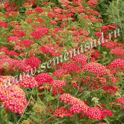Тысячелистник обыкновенный Паприка (С15). Achillea millefolium Paprika