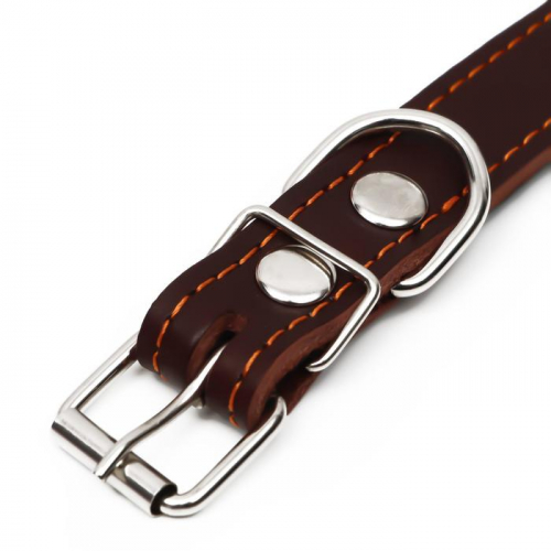 Ошейник кожаный на синтепоне, украшенный, 55 х 2.5 см, ОШ 35-45 см, коричневый