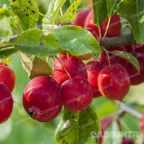 Яблоня
на семенном подвое Китайка Керр