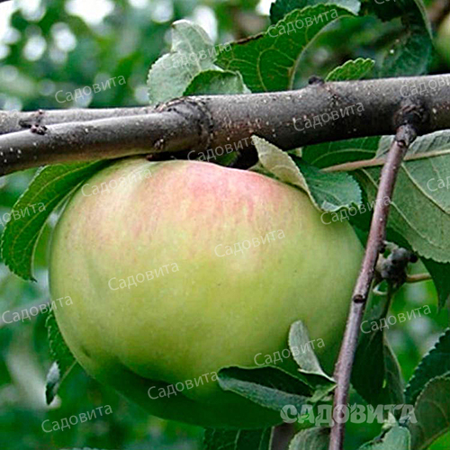 Яблоня
на семенном подвое Богатырь