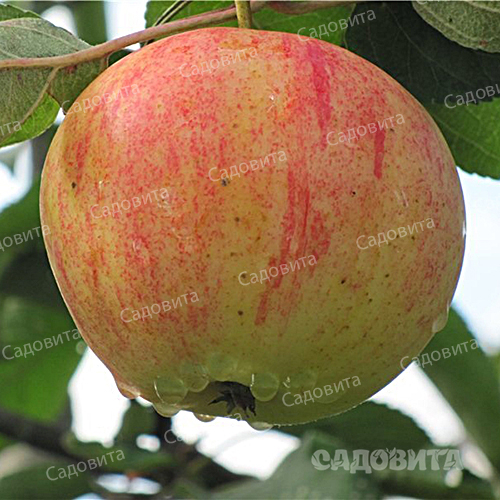 Яблоня
на семенном подвое Орлинка