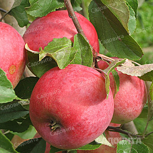 Яблоня
на семенном подвое Елена