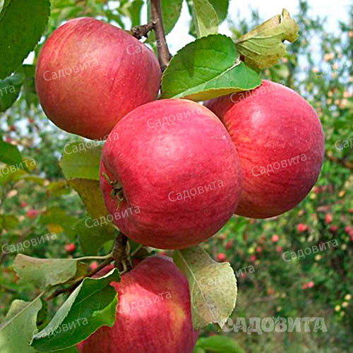 Яблоня
на семенном подвое Жигулевское