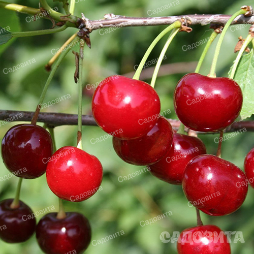 Дюк (гибрид черешни и вишни) Краса севера НОВИНКА