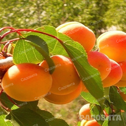 Абрикос Олимп НОВИНКА