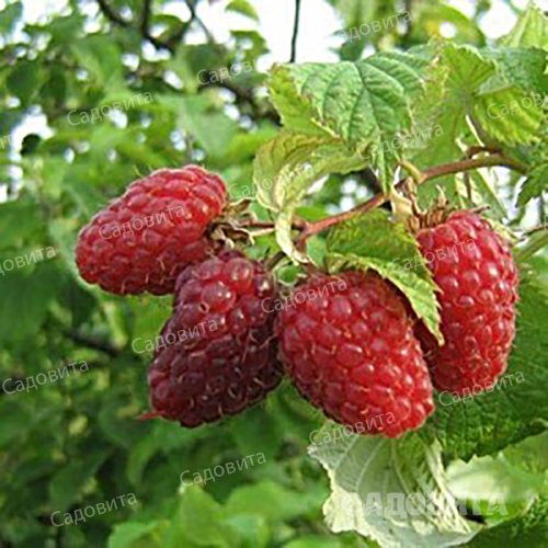 Малина Красавица Катунь