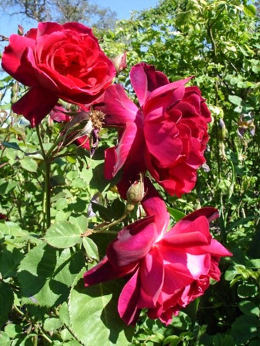 Rose Clos Vougeot
