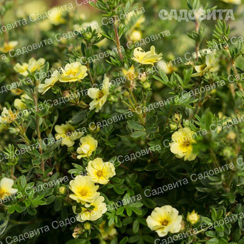 Лапчатка кустарниковая. Лапчатка кустарниковая Лемон Меринг. Potentilla fruticosa.