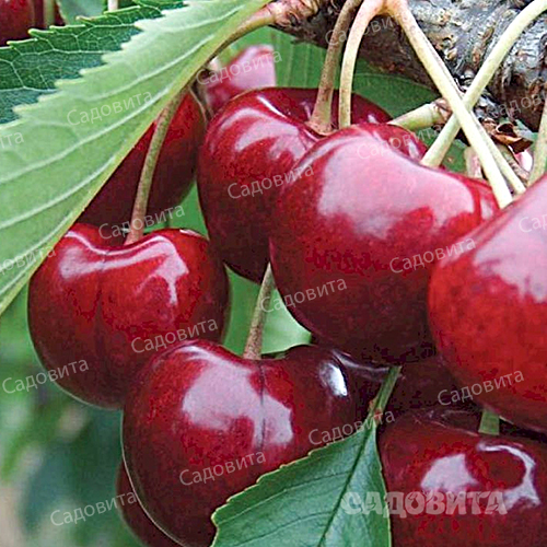 Мичуринка. Черешня