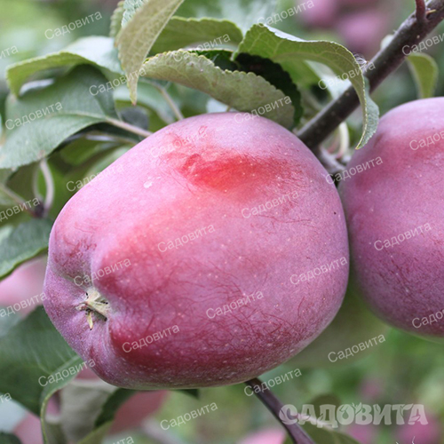 Яблоня Имант - описание сорта, отзывы и фото яблок