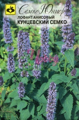 Лофант Кунцевский анисовый (0,1 г) Семко