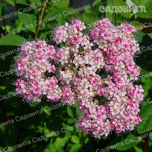 Спирея японская Оденсала
