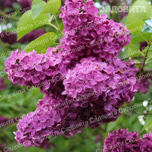 Сирень Шарль Жоли