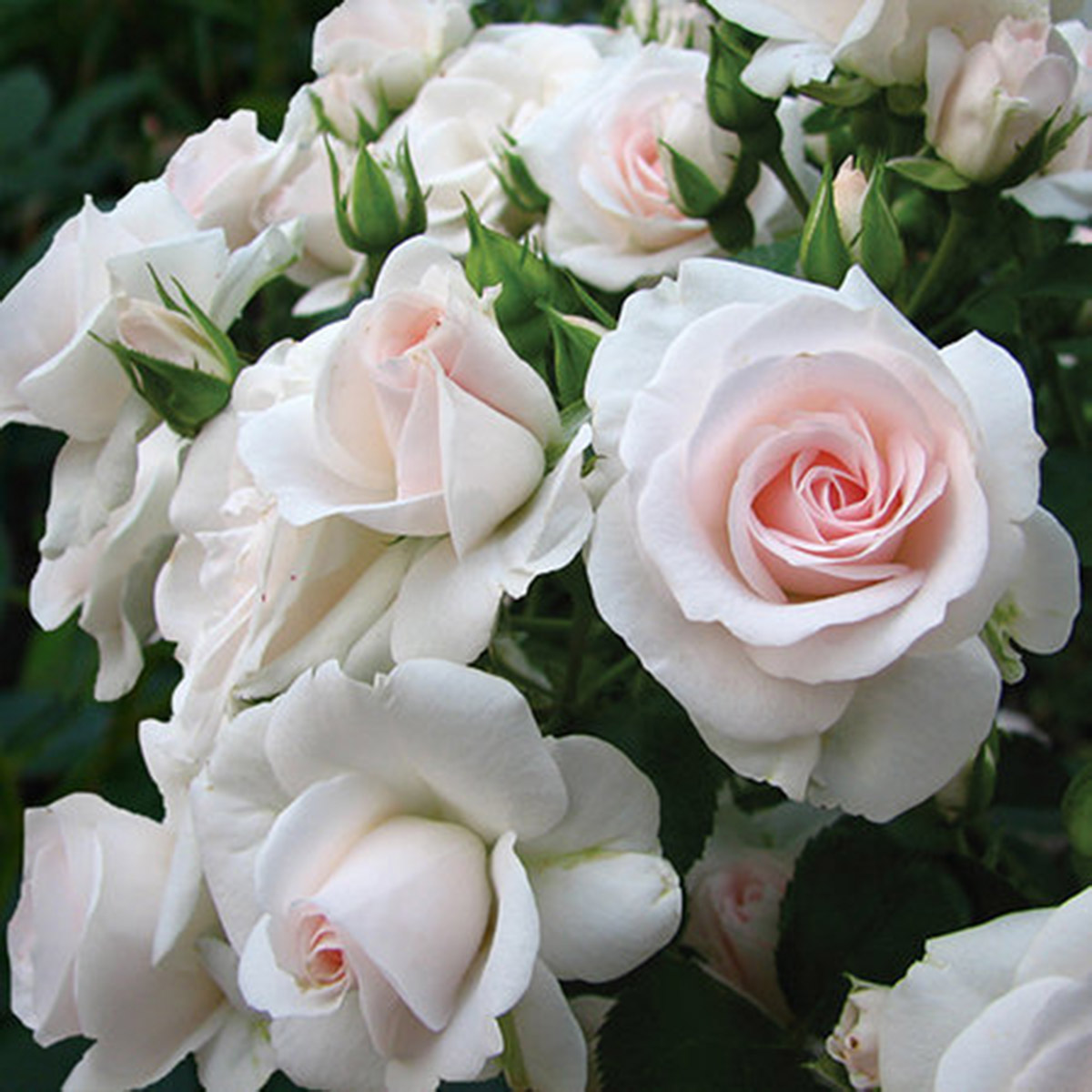 Роза флорибунда дойче велле фото