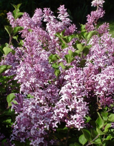 Syringa meyeri Palibin C2 (10-20)