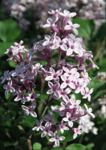 Syringa meyeri Palibin C2 (10-20)