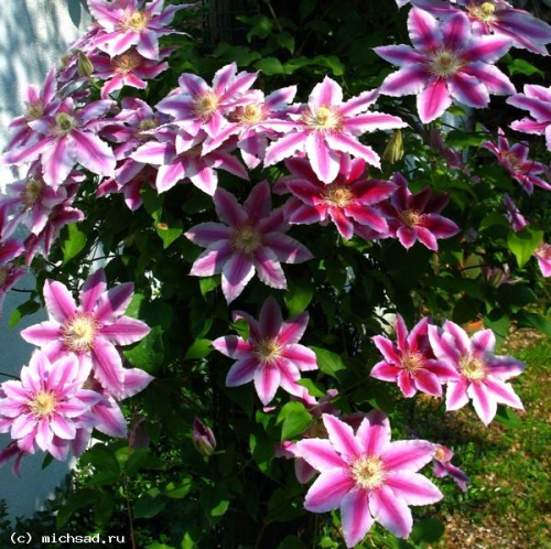 Doctor Ruppel. Ранний крупноцветковый