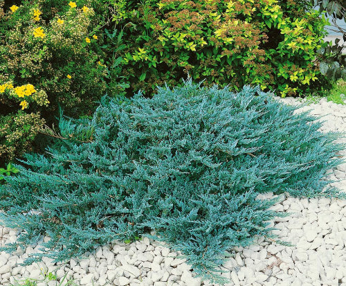 Можжевельник горизонтальный (Juniperus horizontalis Blue Chip) C2