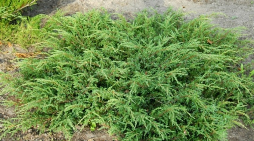 Можжевельник обыкновенный (Juniperus communis Repanda) С2