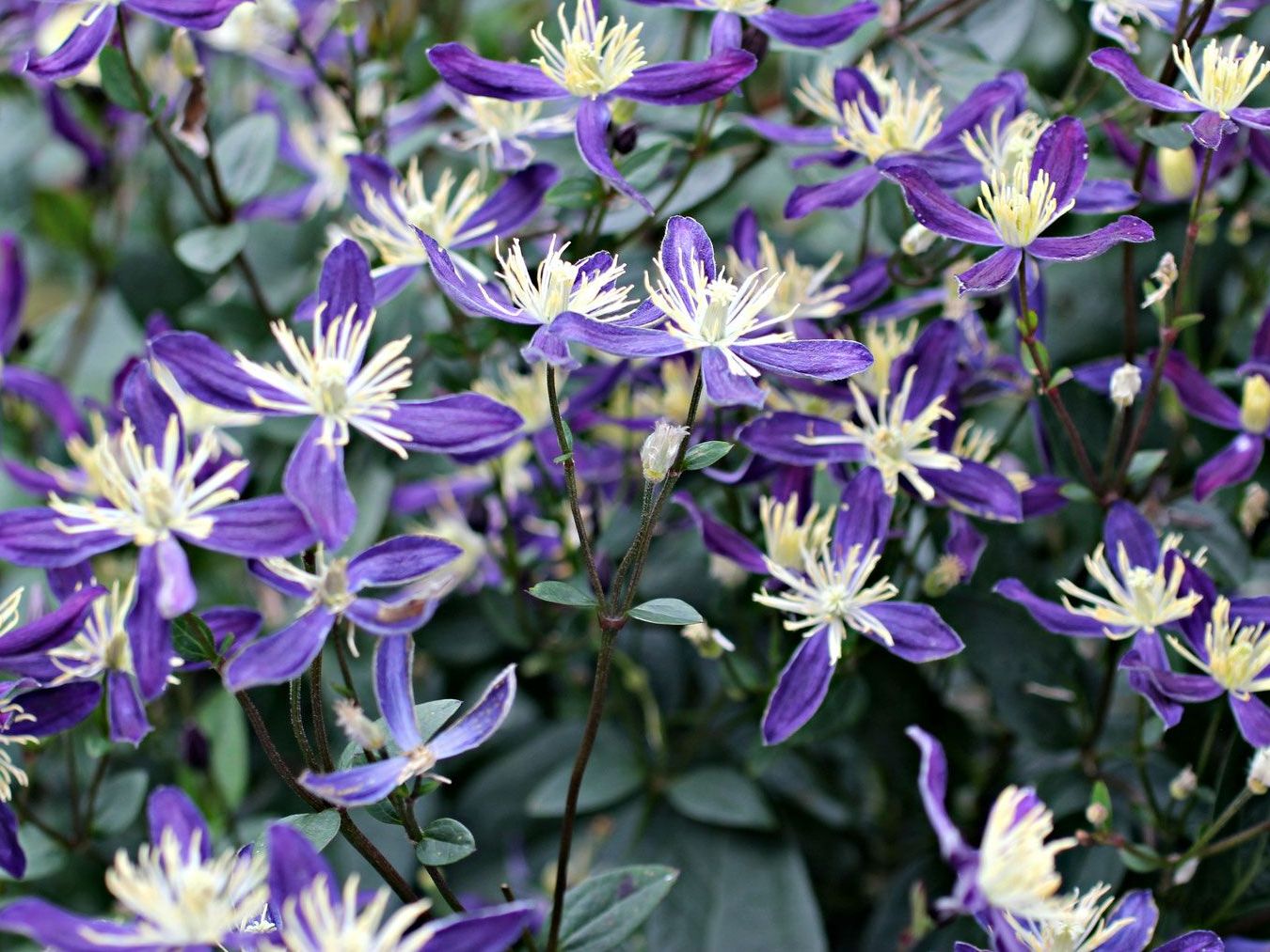 Клематис Clematis aromatica