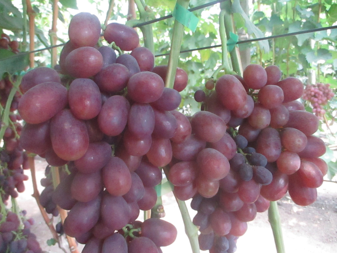 Сорт винограда Ирен
