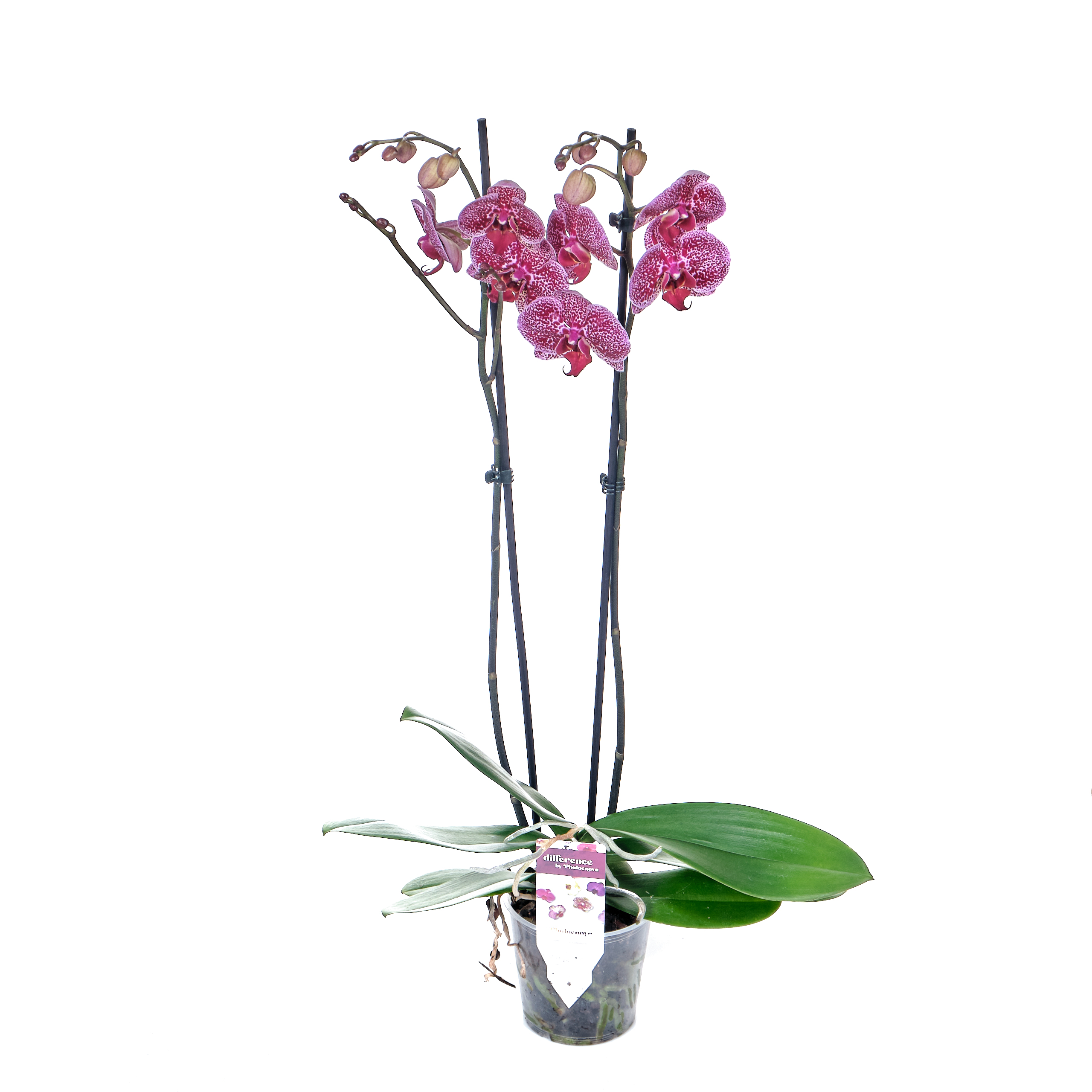 Орхидея фаленопсис 1 ствол d12 h30-40