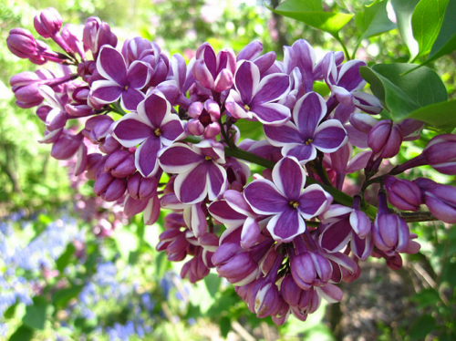 Syringa v. Sensation C5 (80-100)