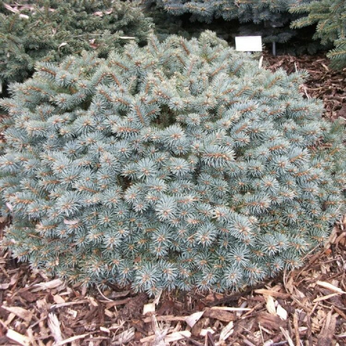 Ель колючая (Picea pungens Brynek C5  PA 65-75)