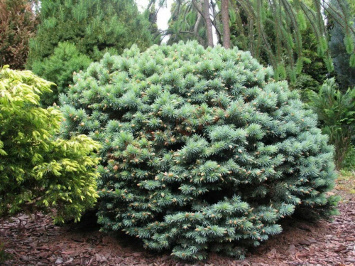 Ель колючая (Picea pungens Brynek C5  PA 65-75)