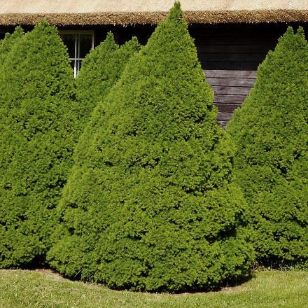 Ель сизая, канадская (Picea glauca Conica (syn. Albertiana Conica) C5  )