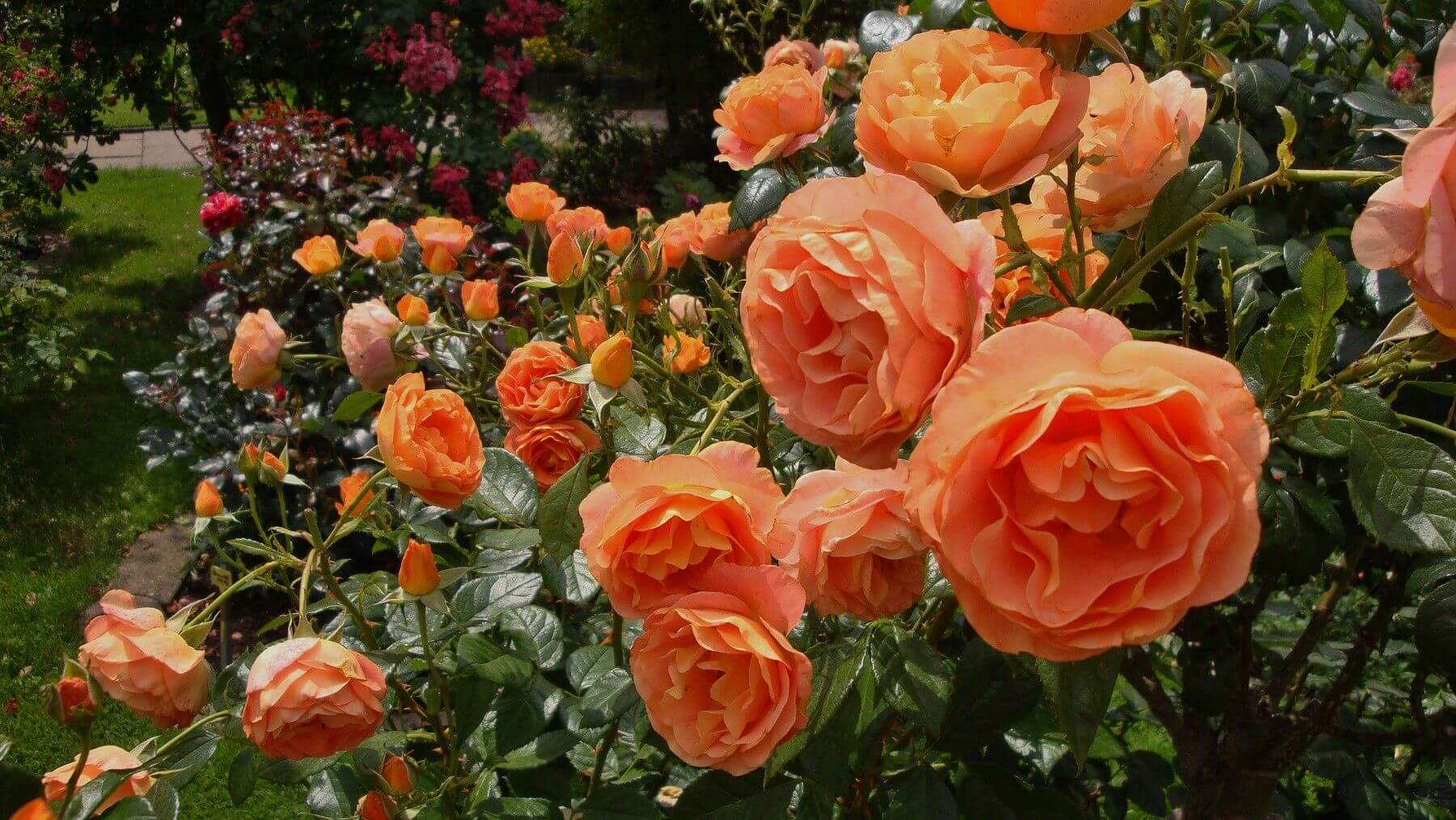 Роза бенгали фото и описание Super Trouper. Floribunda / Mnogocvetnica