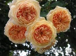 Роза английская кустовая Crown Princess Margareta